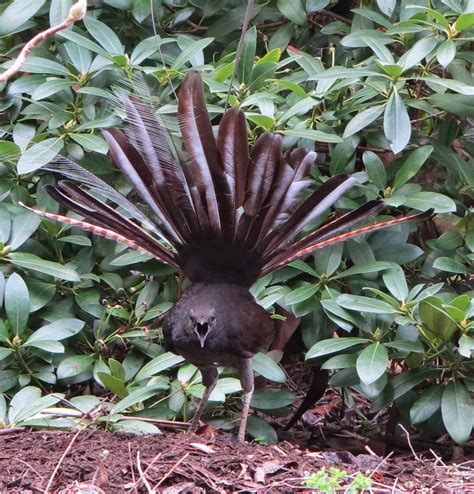 Lyrebird tail feathers on display | Endangered animals, Bird, Endangered