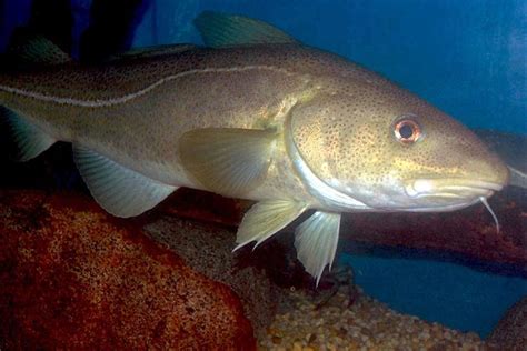 Atlantic Cod | NOAA Fisheries