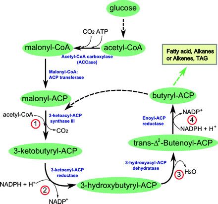 Fatty acid biosynthesis. Acetyl-CoA is converted into malonyl-CoA by... | Download Scientific ...