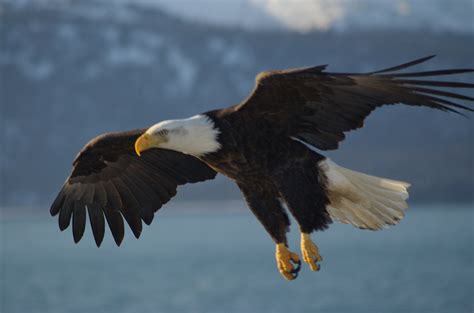 Fichier:Bald Eagle Alaska (10).jpg — Wikipédia