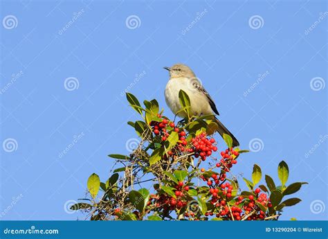 Singing Mockingbird stock photo. Image of winter, state - 13290204