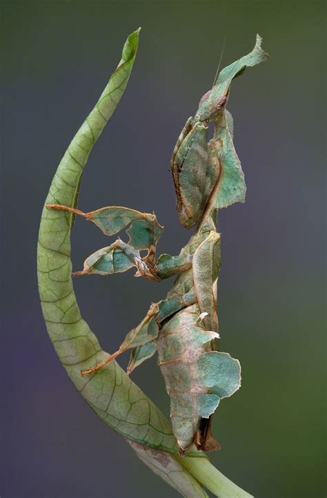 321 Best images about Praying Mantis & Walking Sticks on Pinterest | Madagascar, Walking sticks ...