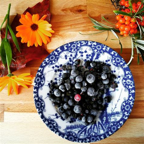 Blueberry stock photo. Image of frozen, harvest, flowers - 100569392