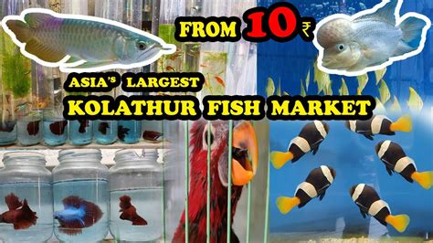 ரூ10 முதல் Imported Fishes | Kolathur Fish Market | Asia’s Biggest Fish Market - YouTube