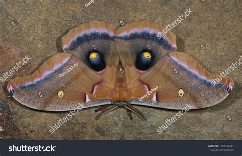 Male Polyphemus Moth Antheraea Polyphemus Eyespots Stock Photo 1269352321 | Shutterstock