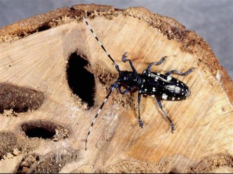 How to identify Asian longhorned beetles and help save trees