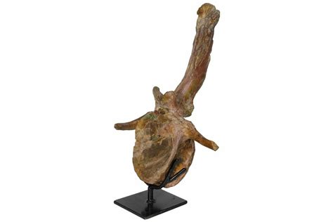 13.4" Fossil Hadrosaur (Brachylophosaurus) Dorsal Vertebra - Montana ...