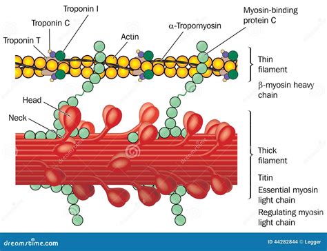 Actin Filament And Myosin Filament. Structure Myosin. Muscle Actin Myosin Interaction. Troponin ...