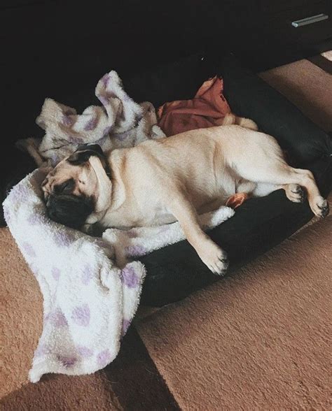 16 Pugs’ Sleeping Positions – How to Sleep Comfortably | The Paws | Pugs, Funny puppy pictures ...