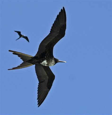 no politics, no religion, just photos: Frigate Bird in Flight