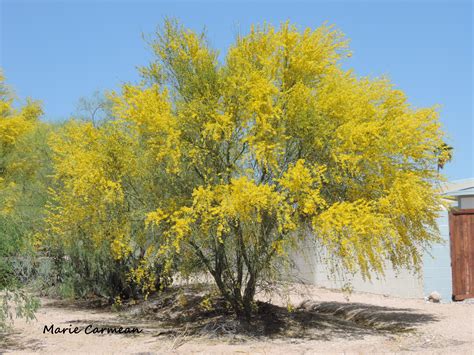 Palo Verde trees bloom all over Tucson in April, photo by Marie Carmean | Trees to plant ...