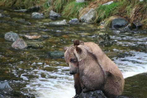 Grizzly bear mother checking on cub | Grizzly Bear Tours & Whale ...