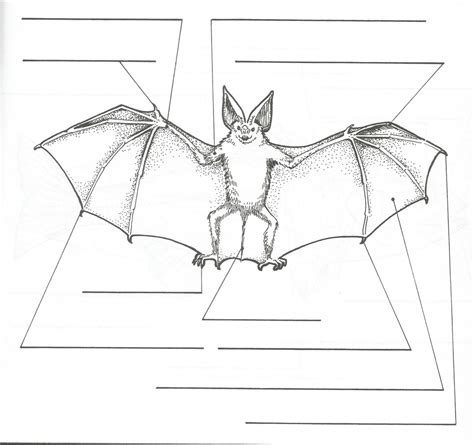 Bat Anatomy Quiz Diagram | Quizlet