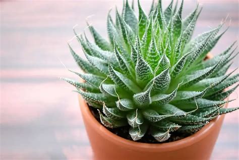 Aloe Plants Are Succulents With Special Care Needs – How Does Your Garden Mow