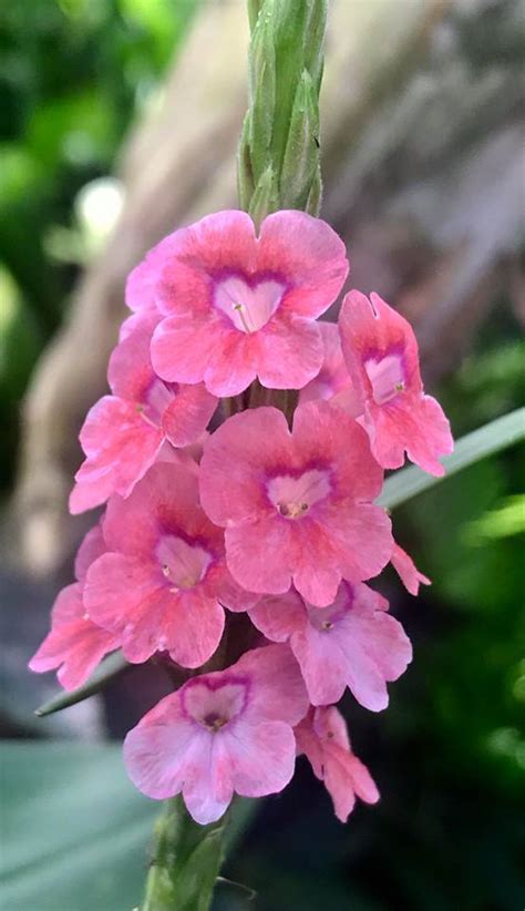 PlantFiles Pictures: Stachytarpheta Species, Indian Snakeweed (Stachytarpheta indica) by Kell