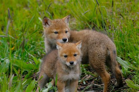 Fy Nyth...: Coyote Puppies!