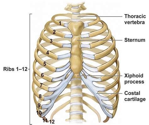 Where Are Your Rib Cage Located at Carol Freda blog