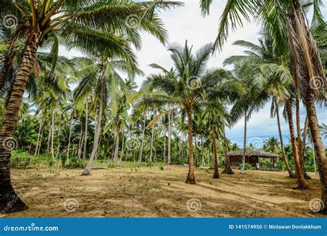 Coconut Trees on Coron Island, Philippines Stock Photo - Image of plants, blue: 141574950