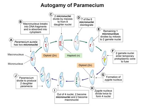 Paramecium Reproduction, Physiology, and Behaviors - Rs' Science