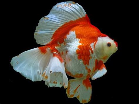 Ryukin Goldfish 3 inch – Rainforest Farms International