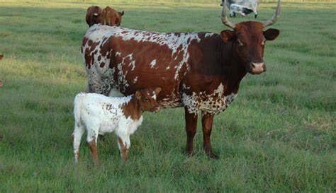 Florida Cracker Cattle - Hobby Farms