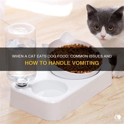 When A Cat Eats Dog Food: Common Issues And How To Handle Vomiting | PetShun