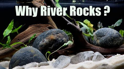 A Whole Bunch of Reasons You Should Be Using River Rocks in Your Aquarium! - YouTube