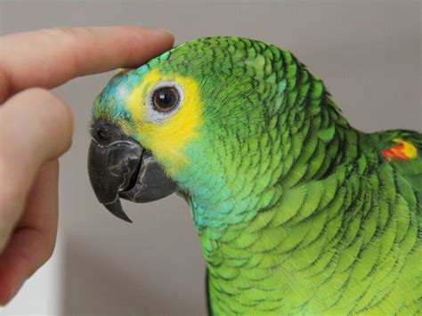 Blue Fronted Amazon - What You Need To Know About This Pet Bird - PetGuide | PetGuide