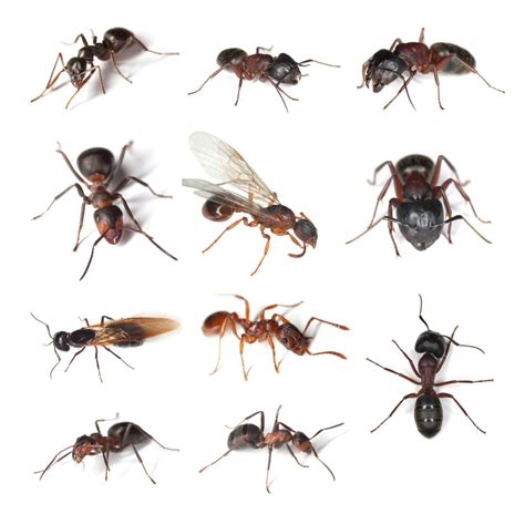 Types Of Ants In North Carolina | Crown Pest Control