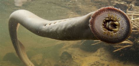 Defenders of the Forgotten Fish | Hakai Magazine