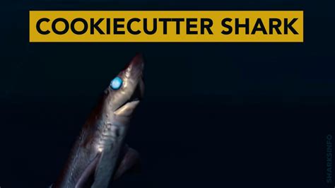 The Cookiecutter Shark -13 Facts - sharksinfo.com