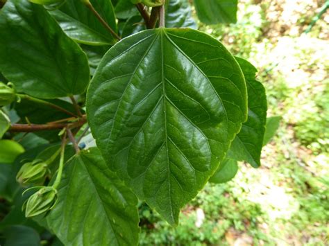 Photo of the leaves of Tropical Hibiscus (Hibiscus rosa-sinensis 'Fort Myers Yellow') posted by ...