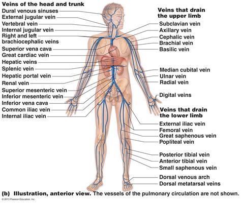 Lab List Exercise 21 Blood vessels Diagram | Quizlet