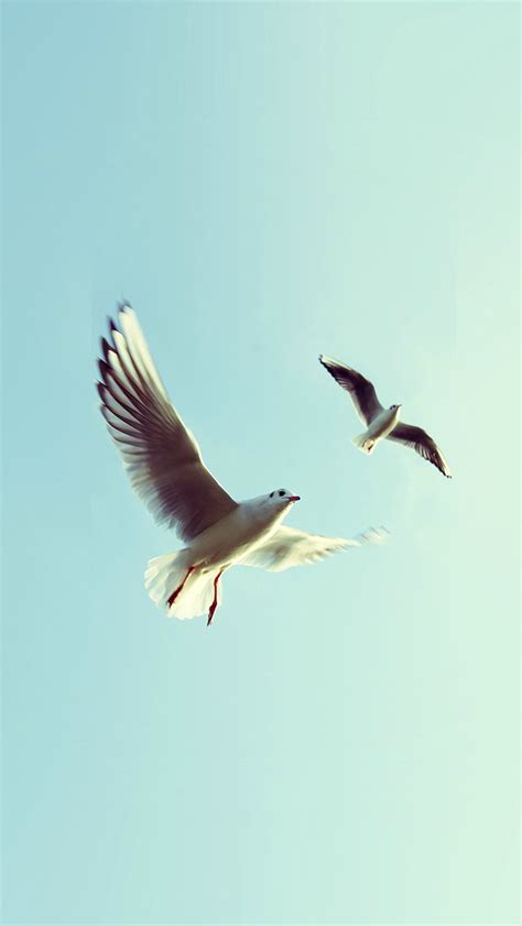 Pigeons Bird Fly Sky Animal Nature Minimal iPhone Wallpapers Free Download