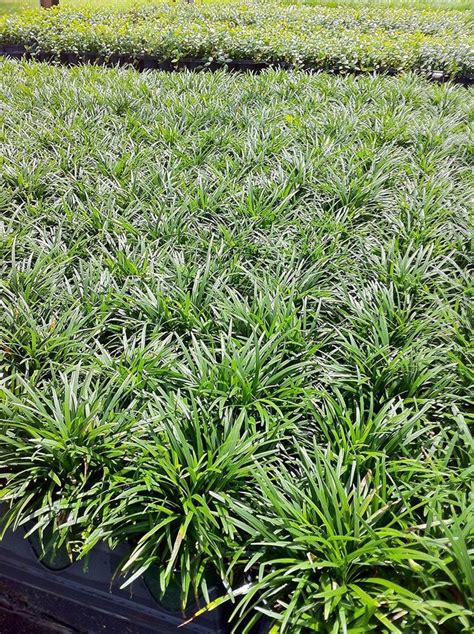 Dwarf Mondo Grass Live Plants Shade Loving Evergreen | Etsy | Dwarf ...