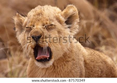 Cute Lion Cub Yawn Stock Photo 87570349 : Shutterstock