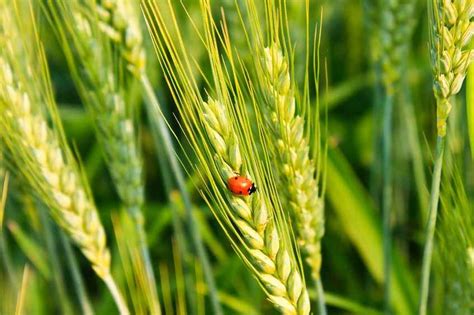 Value of organic materials revealed by research - FarmingUK News