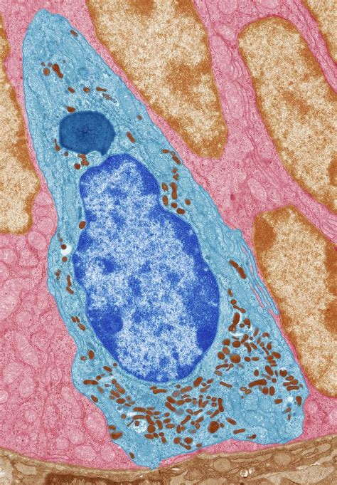 Enteroendocrine Cell. Tem Photograph by Steve Gschmeissner