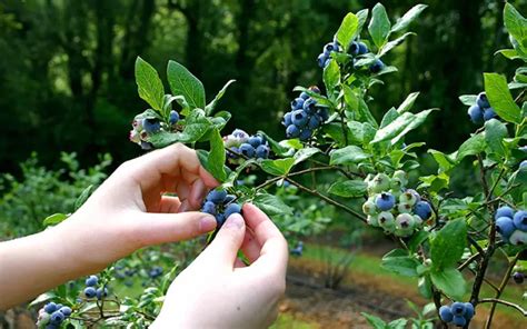 Foraging Safety: Tips for a Successful Wild Edibles Adventure - Practical Off-Grid Living