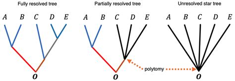 Tree with polytomy cases. Left panel: a fully resolved five-taxon tree... | Download Scientific ...