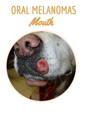 Mouth Cancer In Dogs: Symptoms, Diagnosis & Treatment Options