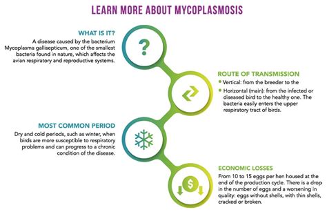 Mycoplasmosis: vaccine provides greater protection | Biocamp