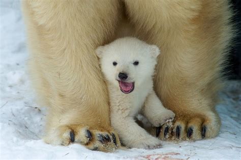 Why do polar bears look so white? | Baby polar bears, Polar bear cub ...