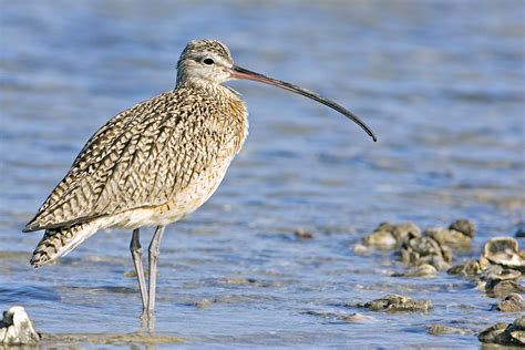 Endangered Animals of the Black Hills