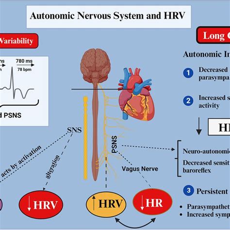 Autonomic nervous system and heart rate variability in Long COVID... | Download Scientific Diagram