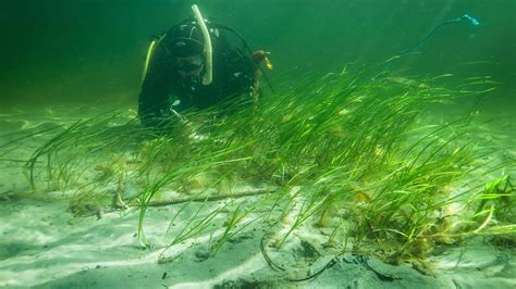 (1/4) INTRODUCTION (Video-guidline for eelgrass restoration in Sweden ...