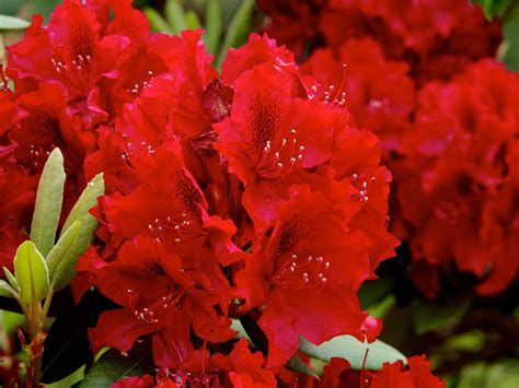 Red Rhododendron - Vibrant and Beautiful Flower for Your Garden