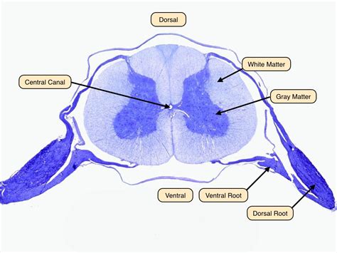 spinal_cord_labels.jpg | Histology - Spinal Cord and Ganglion ...