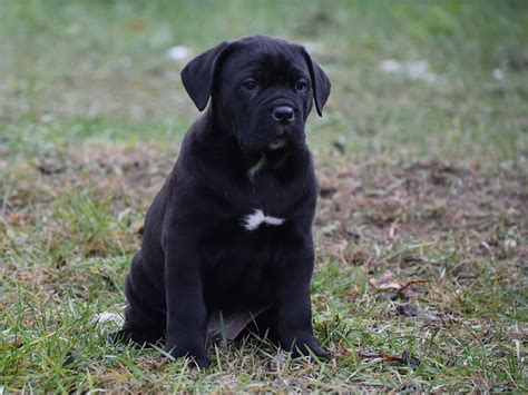 55+ Cane Corso Rescue Nc - l2sanpiero