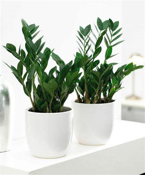 Indoor plants for dark corners!